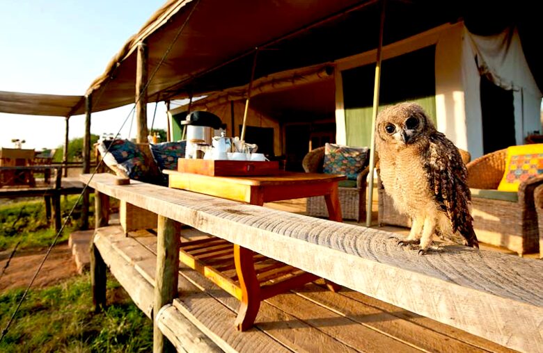 A Private Tent at Laikipia Wilderness Camp - Nanyuki, Kenya