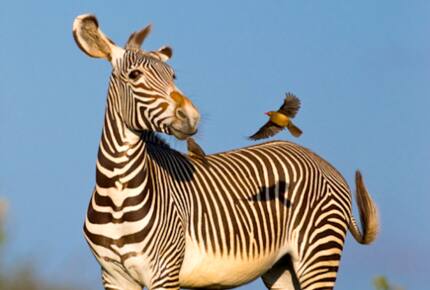 A Private Tent at Laikipia Wilderness Camp - Nanyuki, Kenya
