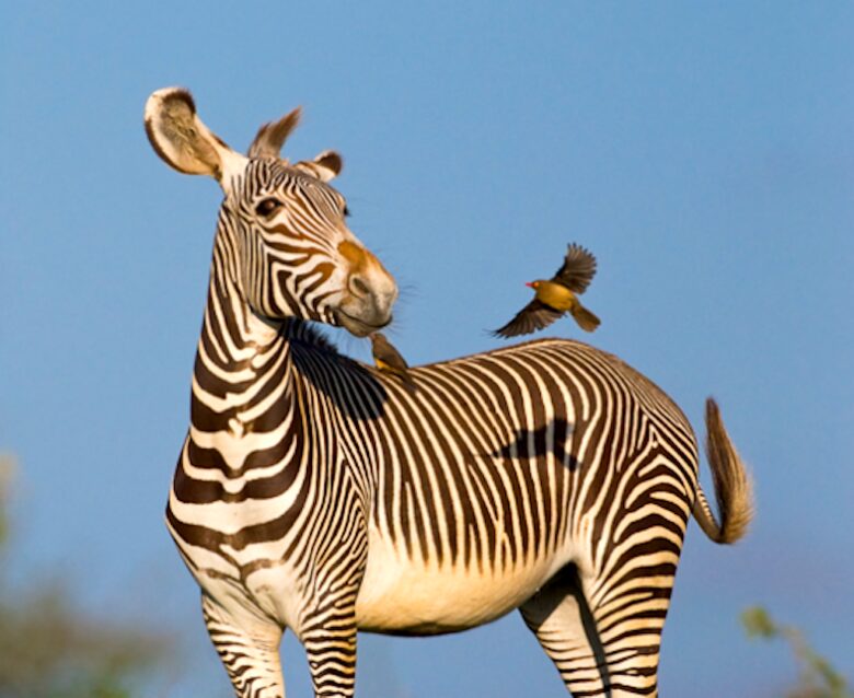 A Private Tent at Laikipia Wilderness Camp - Nanyuki, Kenya