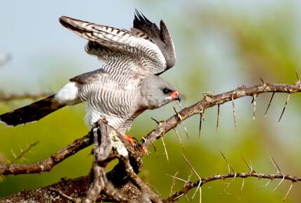 A Private Tent at Laikipia Wilderness Camp - Nanyuki, Kenya