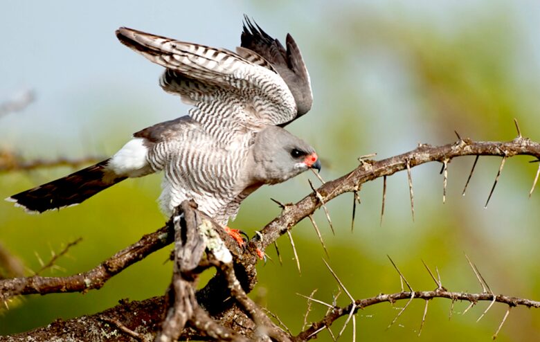 A Private Tent at Laikipia Wilderness Camp - Nanyuki, Kenya
