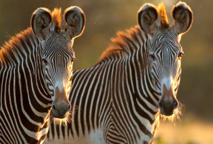 A Private Tent at Laikipia Wilderness Camp - Nanyuki, Kenya