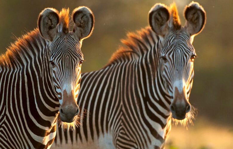 A Private Tent at Laikipia Wilderness Camp - Nanyuki, Kenya