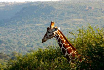 A Private Tent at Laikipia Wilderness Camp - Nanyuki, Kenya