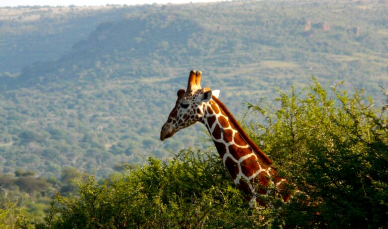 A Private Tent at Laikipia Wilderness Camp - Nanyuki, Kenya