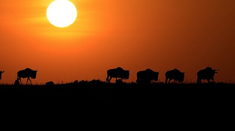 Laikipia Wilderness Camp - Nanyuki, Kenya