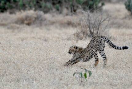 Laikipia Wilderness Camp - Nanyuki, Kenya