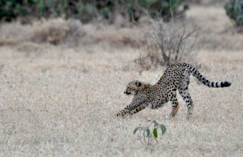 Laikipia Wilderness Camp - Nanyuki, Kenya