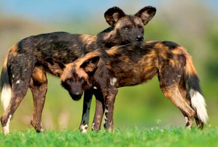 A Private Tent at Laikipia Wilderness Camp - Nanyuki, Kenya