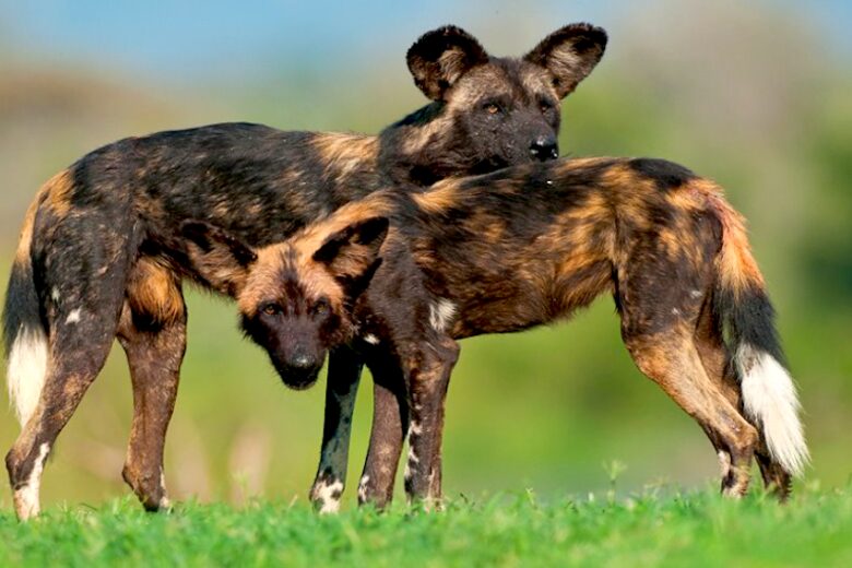 A Private Tent at Laikipia Wilderness Camp - Nanyuki, Kenya