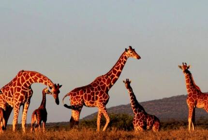 A Private Tent at Laikipia Wilderness Camp - Nanyuki, Kenya