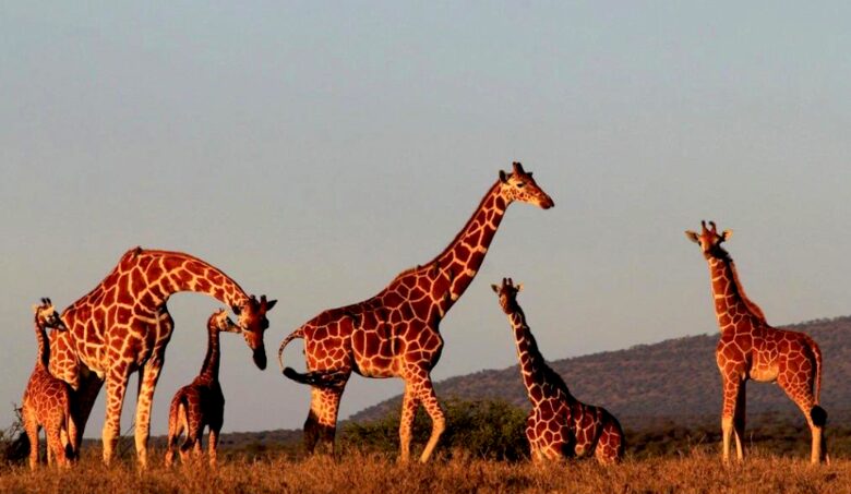 A Private Tent at Laikipia Wilderness Camp - Nanyuki, Kenya