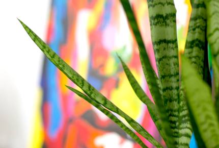 Sydney's Iconic Yellow House Pad - Potts Point, Australia