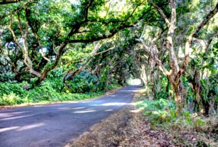 Treehouse in Paradise - Pahoa, Big Island, Hawaii
