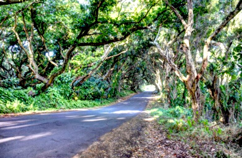 Treehouse in Paradise - Pahoa, Big Island, Hawaii