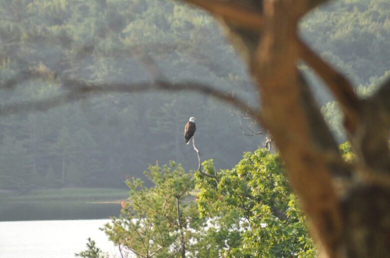 Ferndale - Phippsburg, Maine