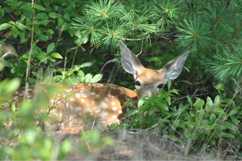 Ferndale - Phippsburg, Maine