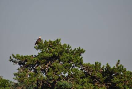Ferndale - Phippsburg, Maine