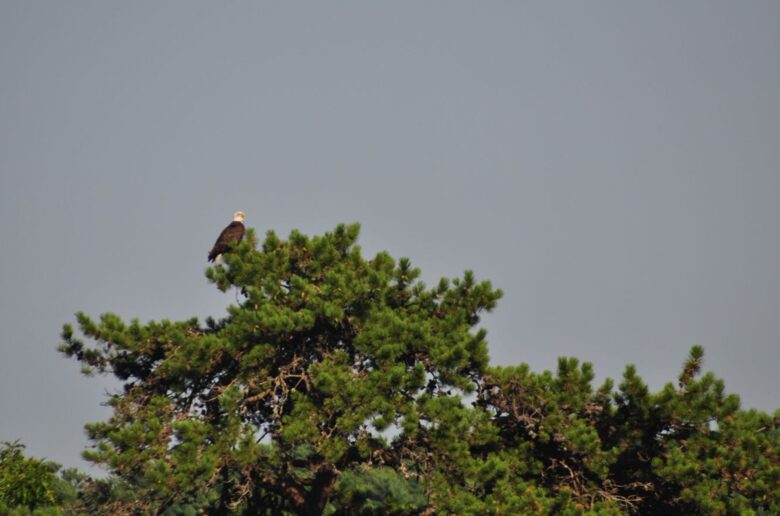 Ferndale - Phippsburg, Maine