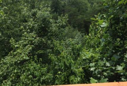 Angels Crest Arrowhead Log Cabin Resort - Pigeon Forge, Tennessee