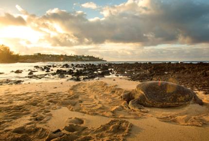 Marriott's Waiohai Beach Club - Two Bedroom Villa - Koloa, Kauai, Hawaii