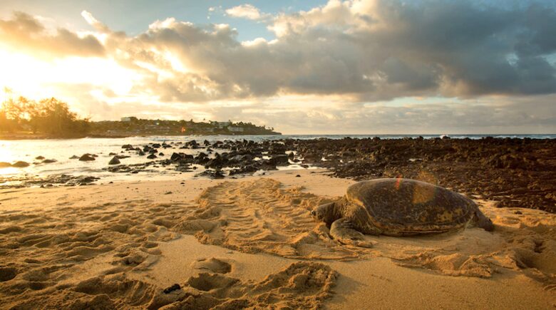 Marriott's Waiohai Beach Club - Two Bedroom Villa - Koloa, Kauai, Hawaii