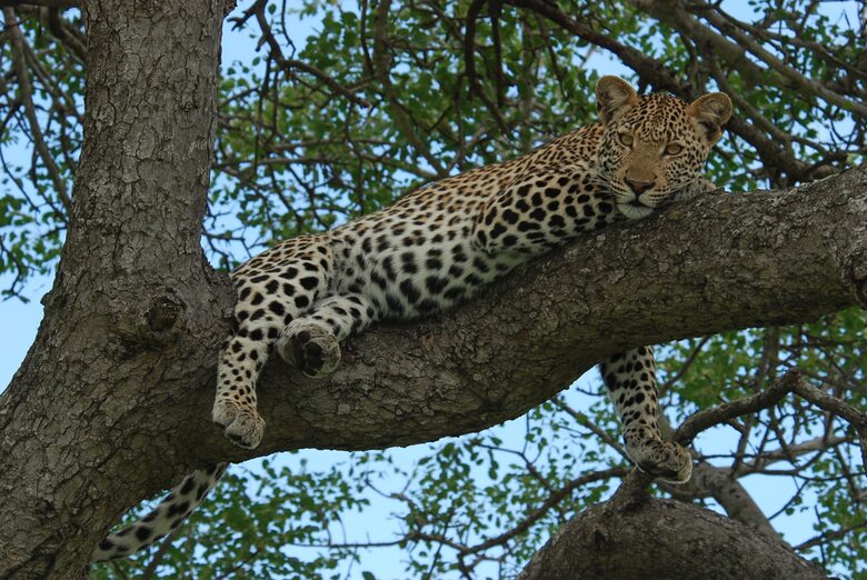 Makanyi Private Game Lodge - Hoedspruit, South Africa