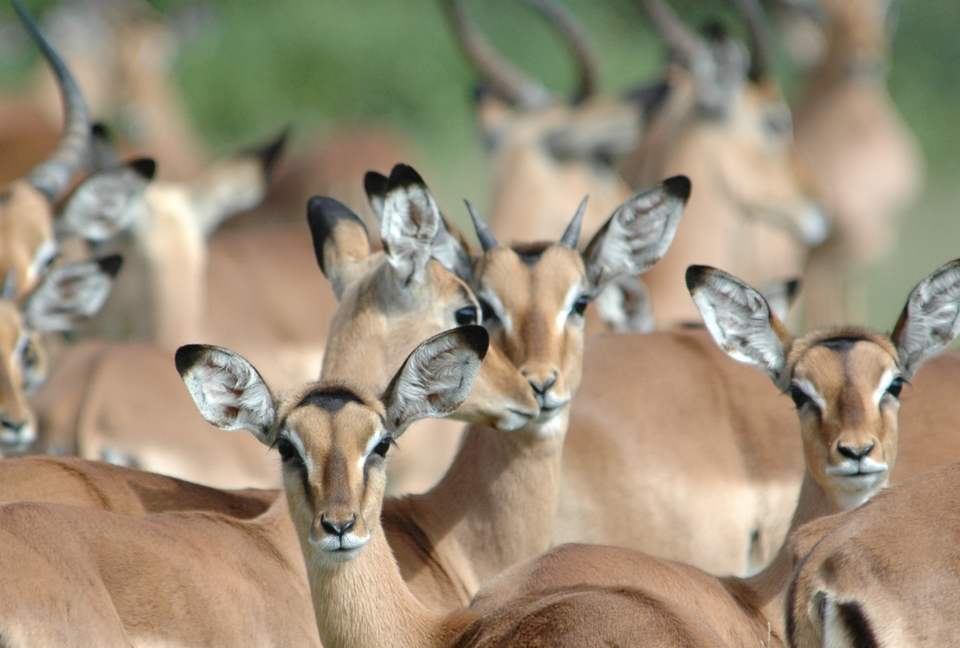 Makanyi Private Game Lodge - Hoedspruit, South Africa