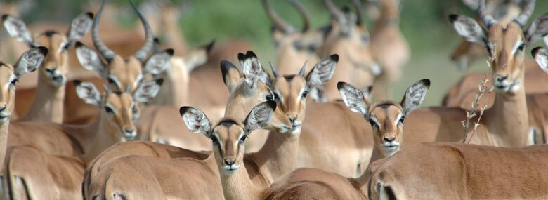 Makanyi Private Game Lodge - Hoedspruit, South Africa