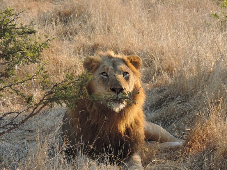 Makanyi Private Game Lodge - Hoedspruit, South Africa