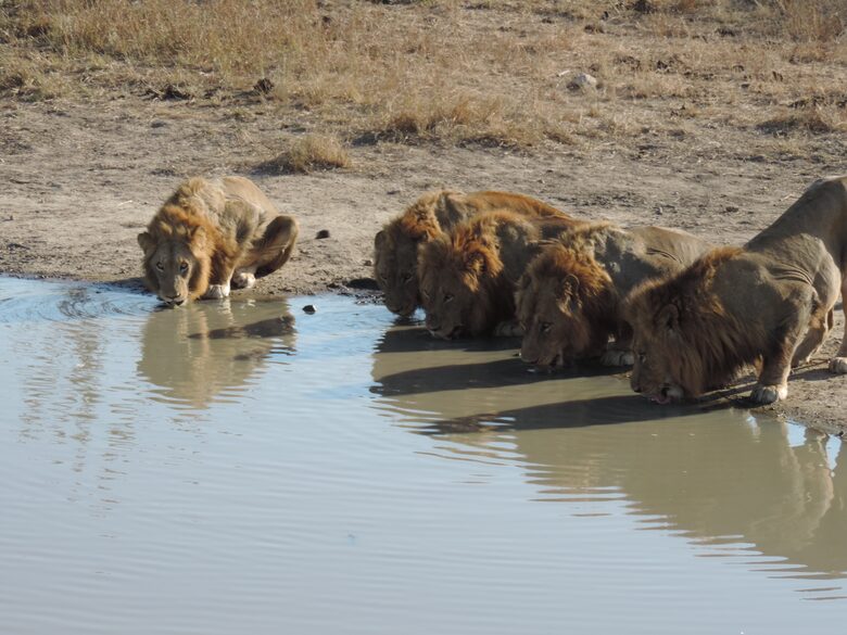 Makanyi Private Game Lodge - Hoedspruit, South Africa