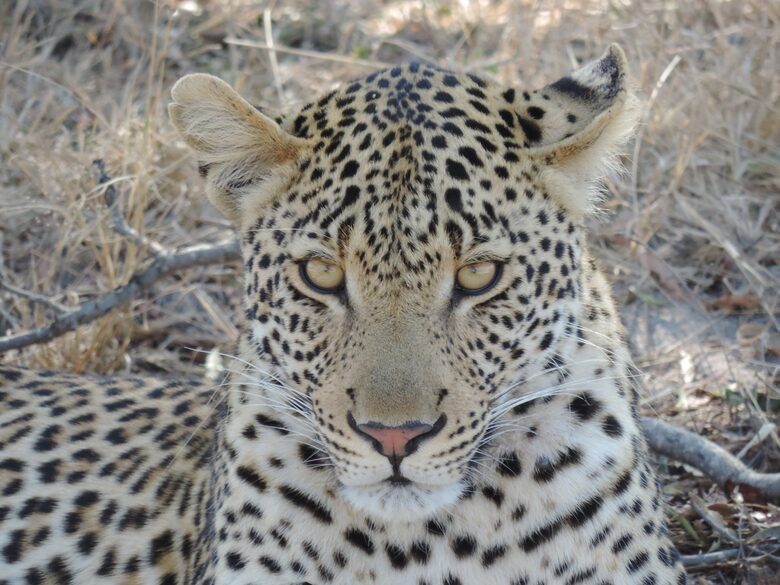 Makanyi Private Game Lodge - Hoedspruit, South Africa