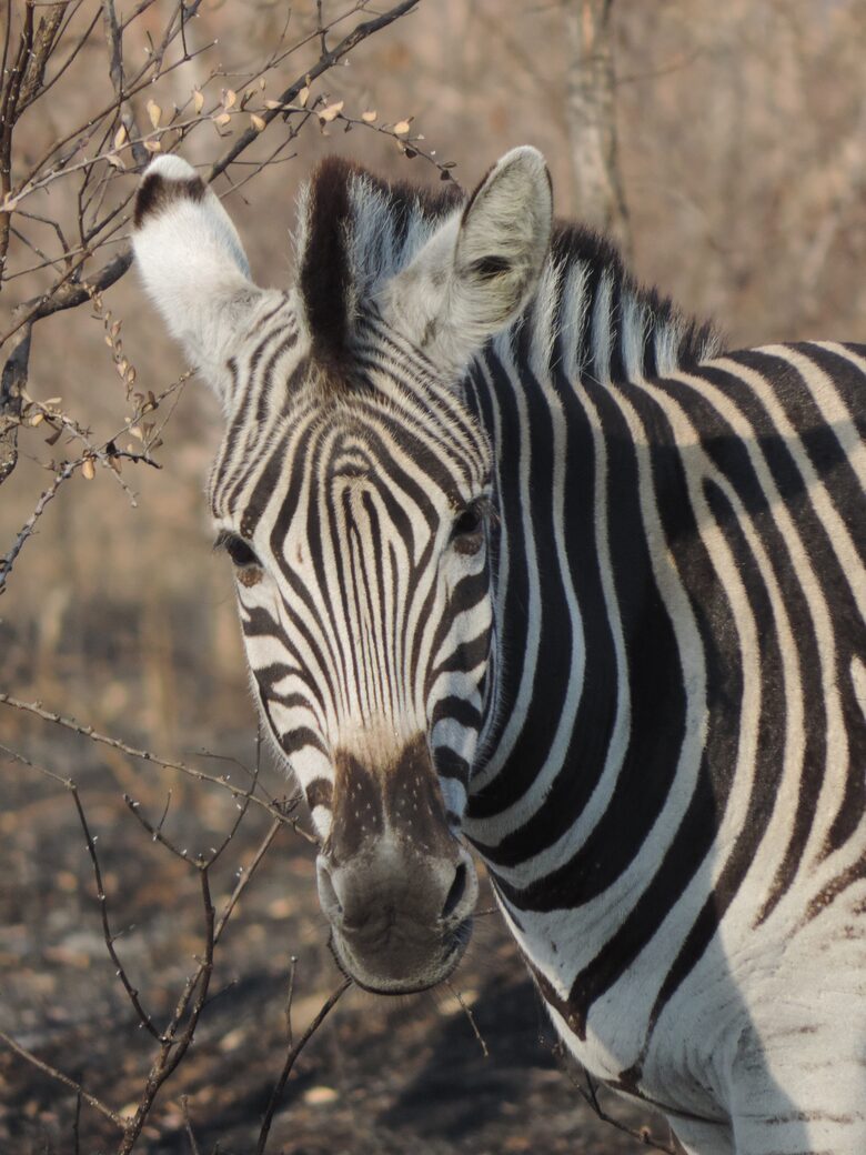 Makanyi Private Game Lodge - Hoedspruit, South Africa