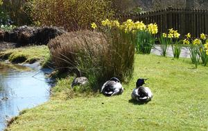 The Copse - Near Henley on Thames, Oxfordshire, United Kingdom