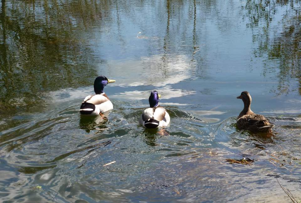 The Copse - Near Henley on Thames, Oxfordshire, United Kingdom