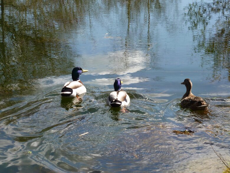 The Copse - Near Henley on Thames, Oxfordshire, United Kingdom
