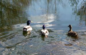 The Copse - Near Henley on Thames, Oxfordshire, United Kingdom