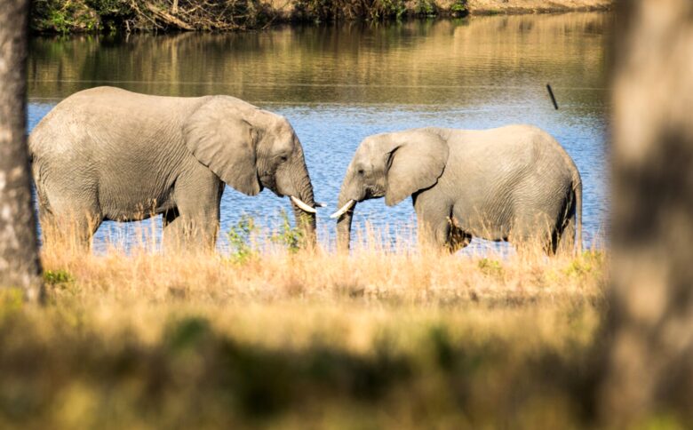 Makanyi Private Game Lodge - Hoedspruit, South Africa