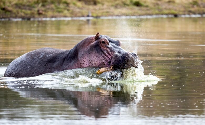 Makanyi Private Game Lodge - Hoedspruit, South Africa