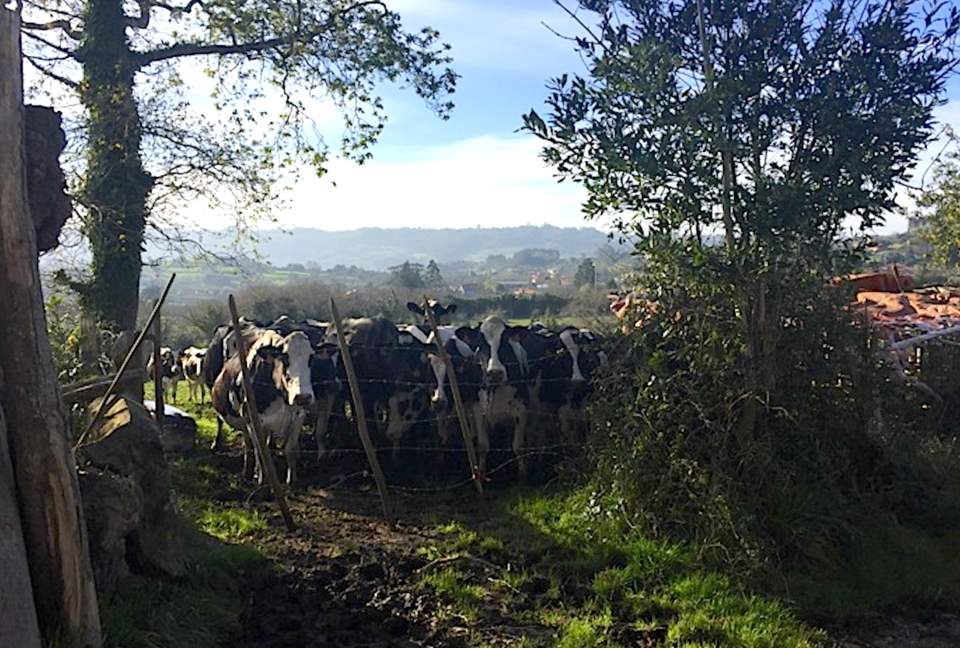 La Corolla - Villaviciosa, Spain