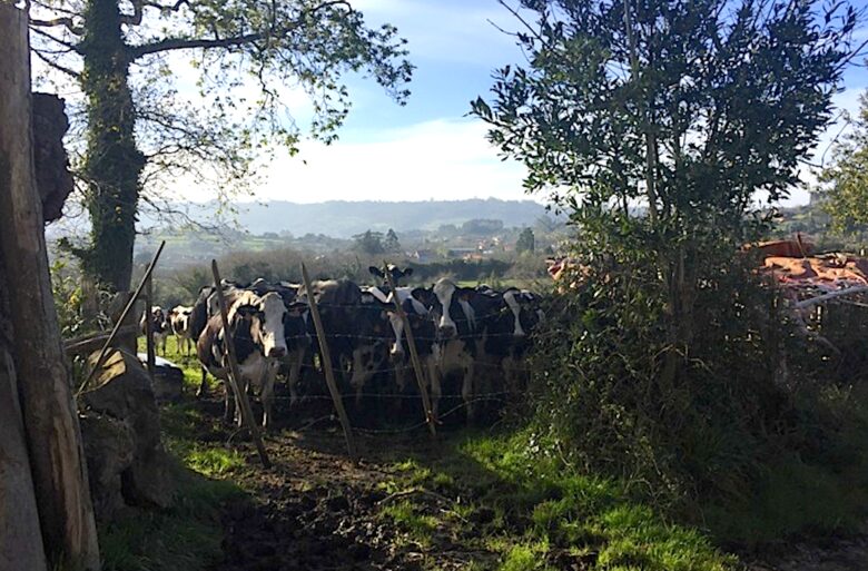 La Corolla - Villaviciosa, Spain