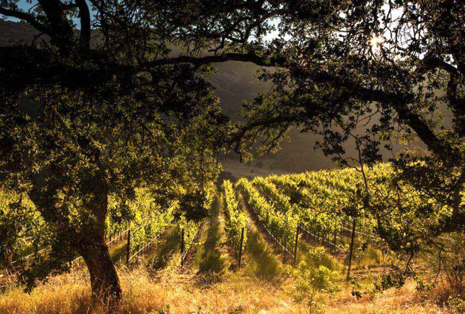 Spectacular Napa Valley V12 Vineyard Cottage with Private Tasting! - Napa, California