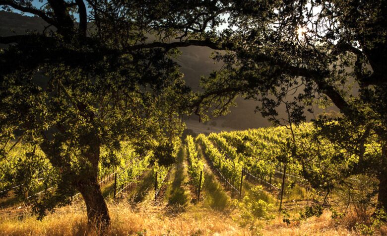 Spectacular Napa Valley V12 Vineyard Cottage with Private Tasting! - Napa, California