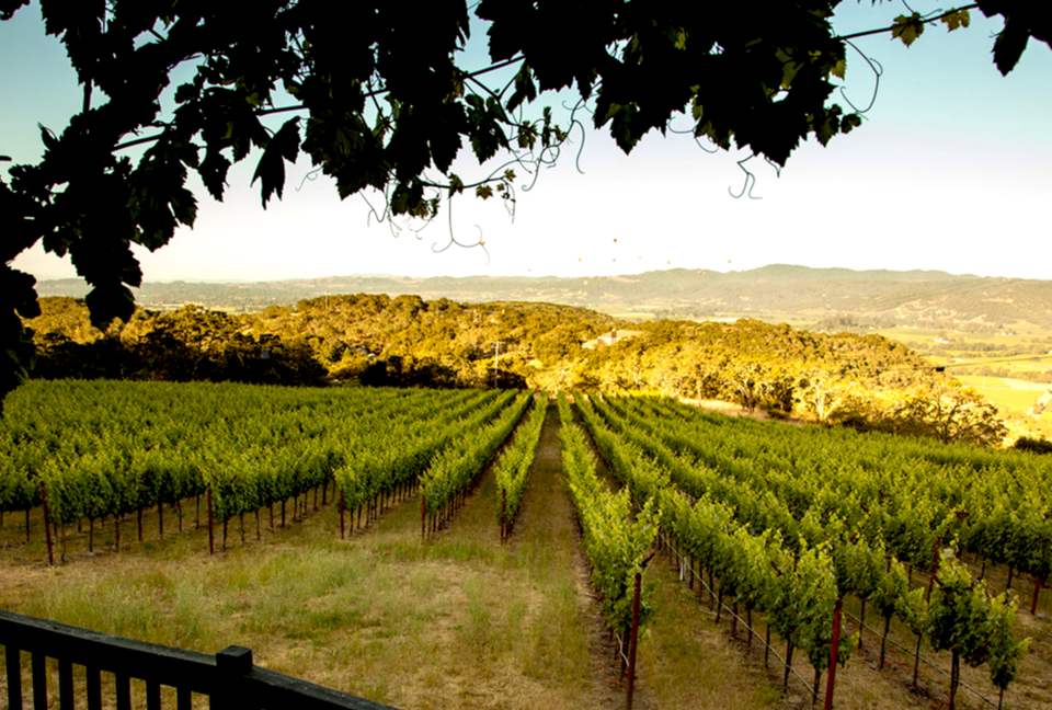 Spectacular Napa Valley V12 Vineyard Cottage with Private Tasting! - Napa, California