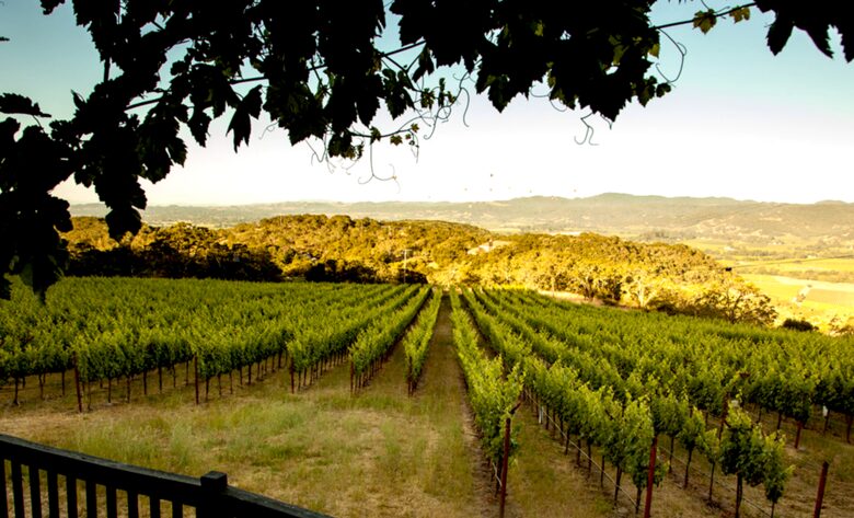 Spectacular Napa Valley V12 Vineyard Cottage with Private Tasting! - Napa, California