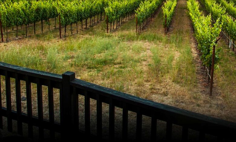 Spectacular Napa Valley V12 Vineyard Cottage with Private Tasting! - Napa, California