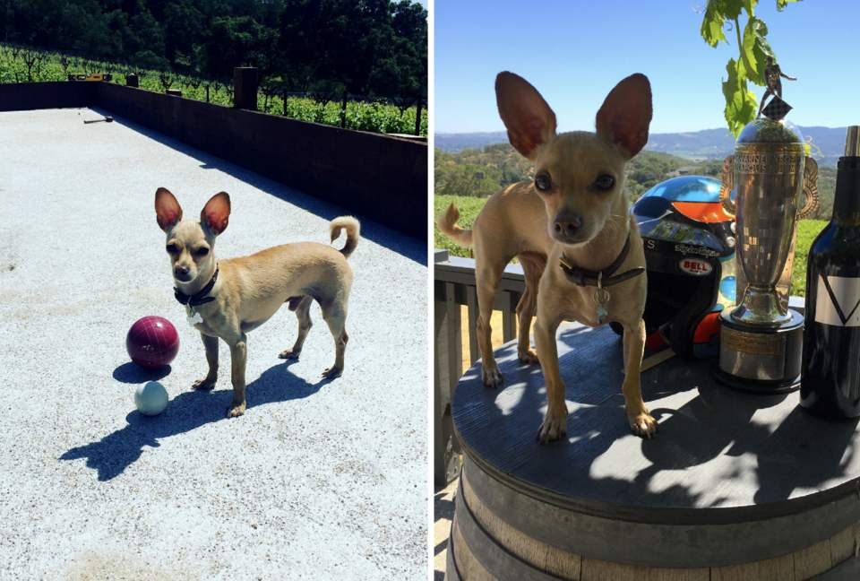 Spectacular Napa Valley V12 Vineyard Cottage with Private Tasting! - Napa, California