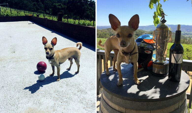 Spectacular Napa Valley V12 Vineyard Cottage with Private Tasting! - Napa, California