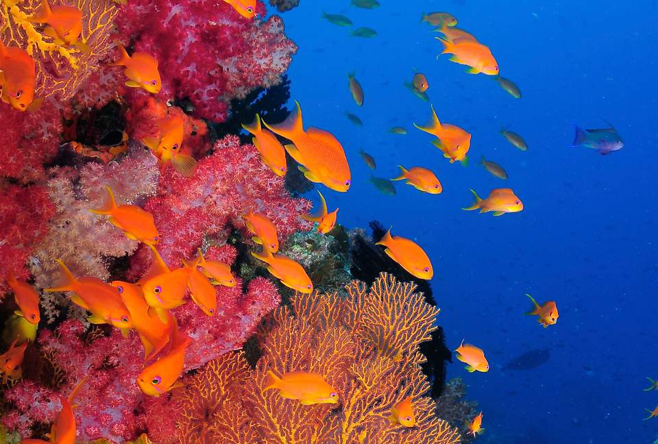 Raiwasa Private Retreat - Taveuni Island, Fiji