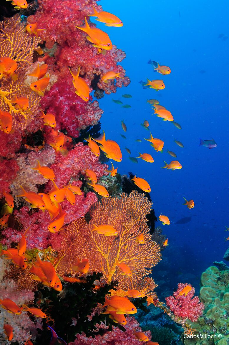 Raiwasa Private Retreat - Taveuni Island, Fiji